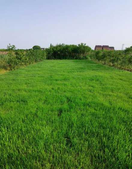 草坪什么时候种比较好 什么时候种草坪好草坪最佳种植时间和方法