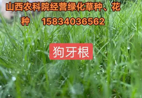 高羊毛什么时候种植好 棉花是什么时候传入中国的