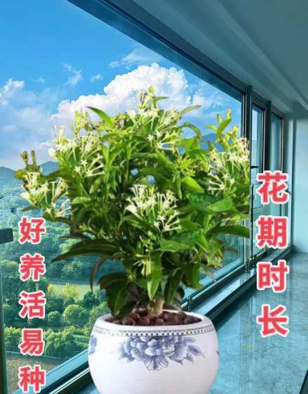 湖南5月适合养什么花 湖南适合种植什么花