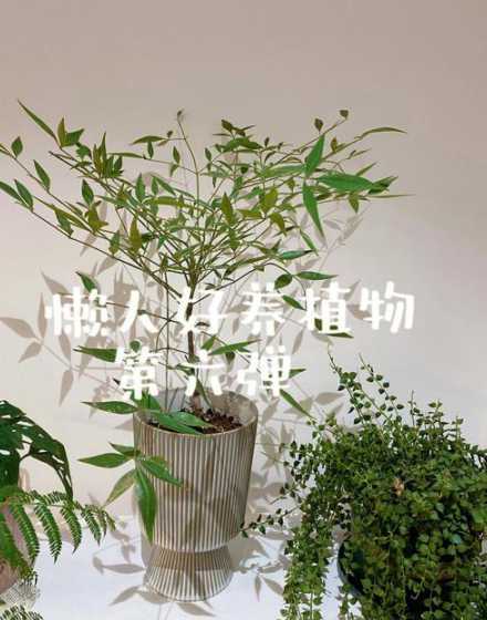 南方养什么植物好养活 南方的室内适合养什么植物呢