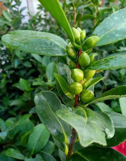 什么茶花可以多季开花 山茶花一年开几次花呀,都是什么时候