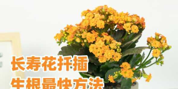 小宫灯长寿花怎么扦插 宫灯长寿花怎么养(修剪方法) 宫灯长寿花繁殖方法