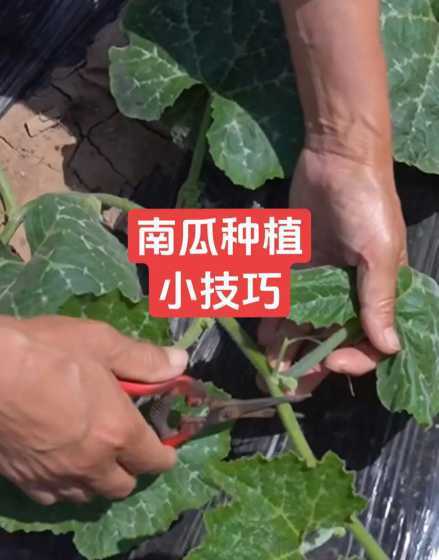 规模南瓜怎么种植方法 如何种植南瓜(倭瓜)