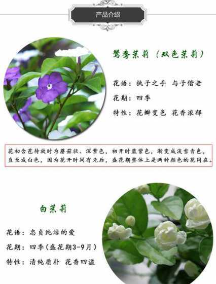 虎头茉莉什么时间换盆 虎头茉莉什么时候换盆好