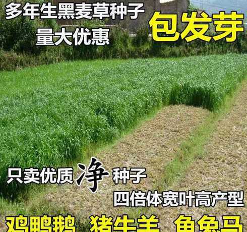 黑麦草草籽多少钱一斤 各种护坡草坪种子啥价格一般多少钱一斤