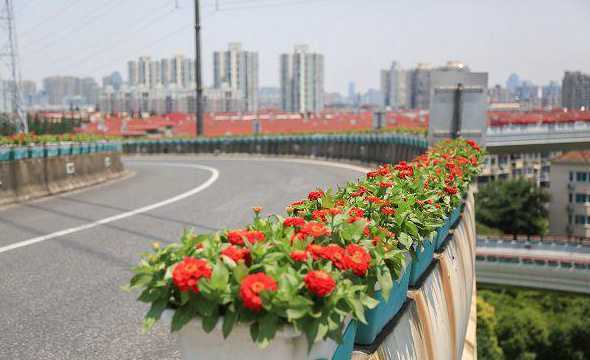 高架桥下选用什么植物 杭州高架桥桥墩上面缠绕的藤蔓植物名称是什么