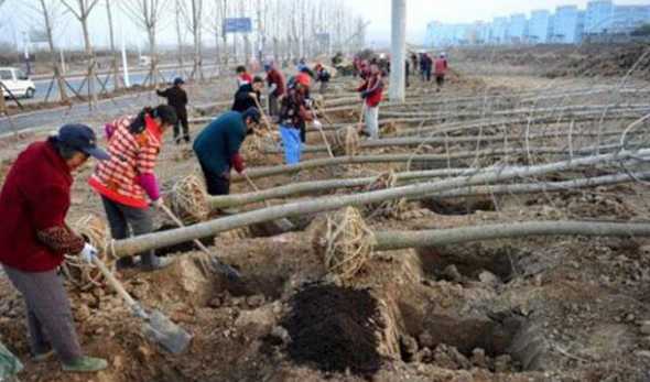 冬季移栽大树注意什么 树的移植需要注意什么