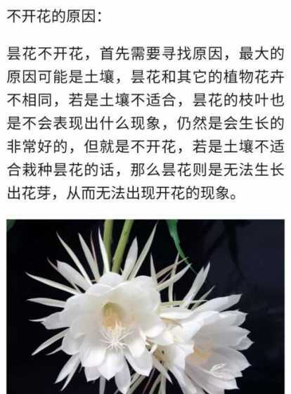 请问昙花什么时候开花 如何辨别昙花何时开花