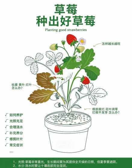 秋季盆栽草莓怎么养护 草莓盆栽夏季怎么养护