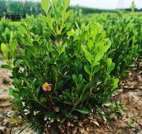 黄杨小苗每平方种多少 求北海道黄杨种植技术