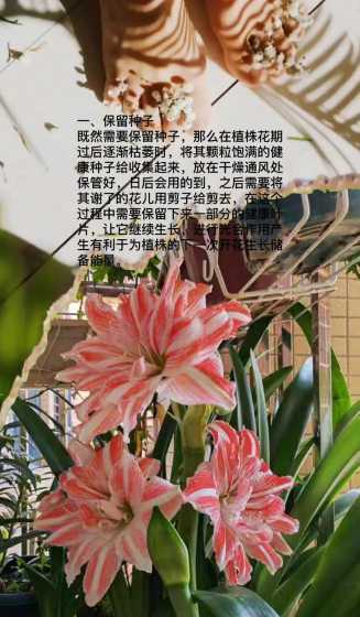 洋朱顶红花后怎么管理 朱顶红花后如何养护