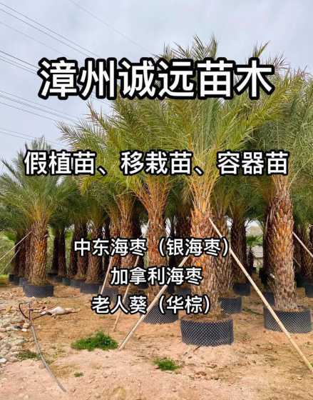 假植苗与地苗什么区别 什么是袋苗、假植苗、地苗