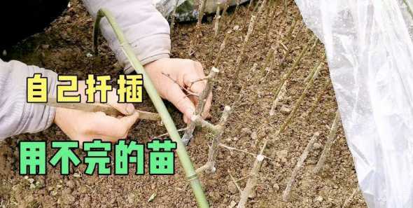 室内红梅怎么种植方法 红梅怎么养殖