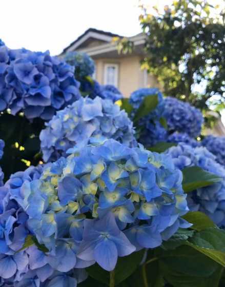 碱性土地适合养什么花 什么花适合碱性土种植南方 哪些花适合碱性土栽培