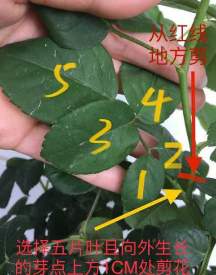 木本花剪支都注意什么 木本花什么季节剪枝好