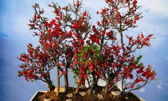 铁梗海棠为什么不开花 百日红什么季节开花