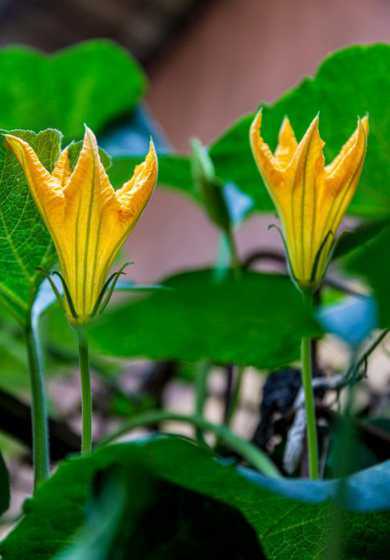 南瓜的花是属于什么花 兰花、桃花、南瓜花都是完全花