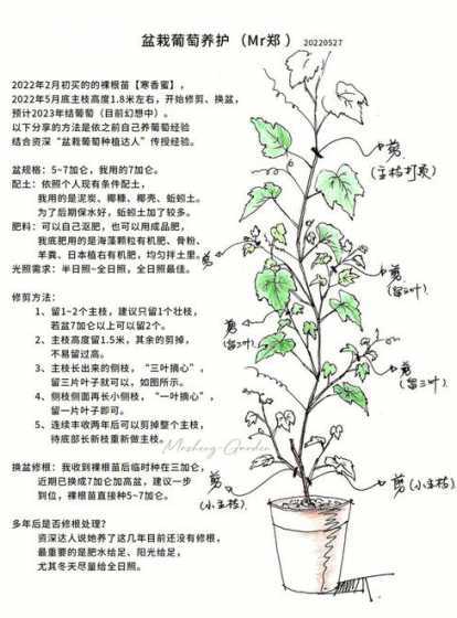 家里种盆栽葡萄怎么种 盆栽葡萄种植方法