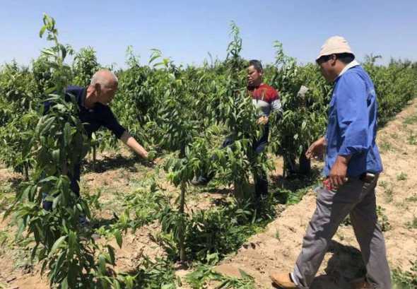 果岭草修剪后多久浇水 果岭草多久能种植出来