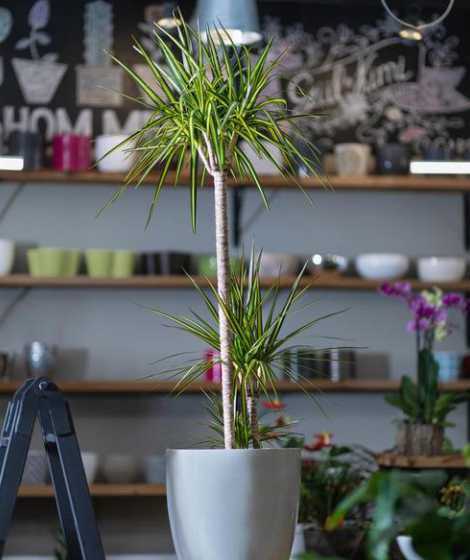 酒瓶兰和什么植物搭配 植物酒瓶兰花语和象征代表意义