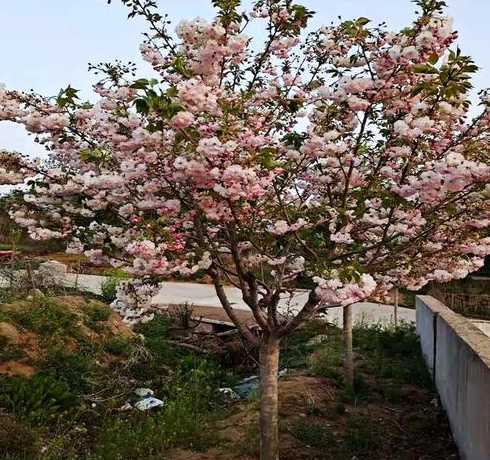 樱花树能嫁接什么灌木 樱花是树还是灌木它们属于哪种植物