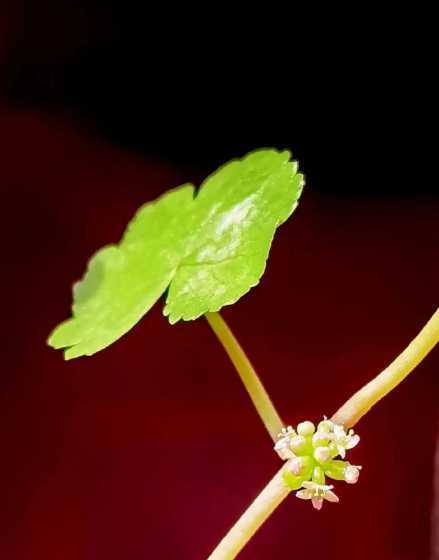 天胡荽花的花语是什么 满天星花语和寓意