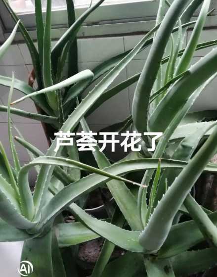 芦荟开花预示着什么好 民间对芦荟开花的说法