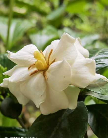 栀子花的花瓣为什么黄 栀子花花瓣发黄的原因,多数情况来说 这是正常情况