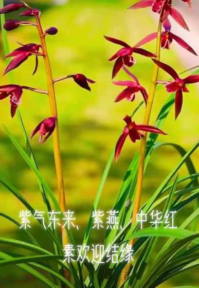 蕙兰的花语是什么象征 蕙兰的花语和象征意义