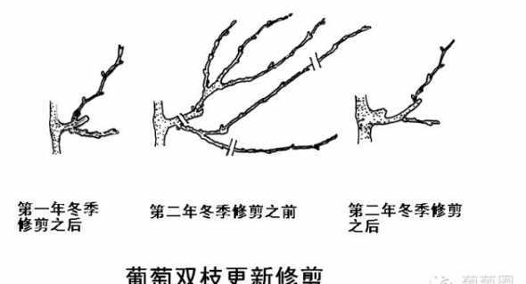 葡萄什么时候剪枝过冬 葡萄树到底什么时候冬剪葡萄树冬剪需要注意些什么呢