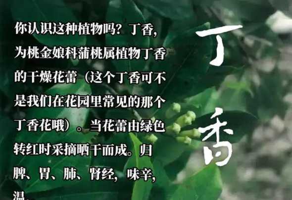 丁香花为什么很难开花 丁香花为什么只结花苞不开花