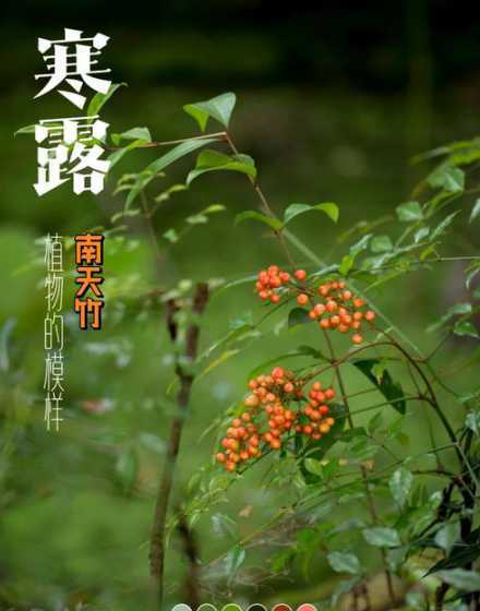 寒露家养植物怎么管理 万年青怎么养才茂盛