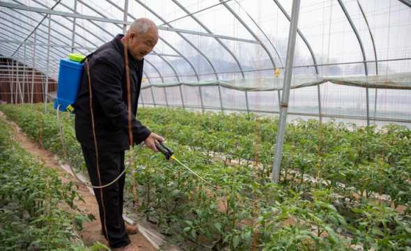 农民种植西红柿怎么种 怎样种植西红柿