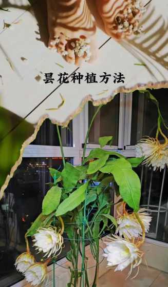 昙花怎么种植怎么栽培 昙花怎么种植