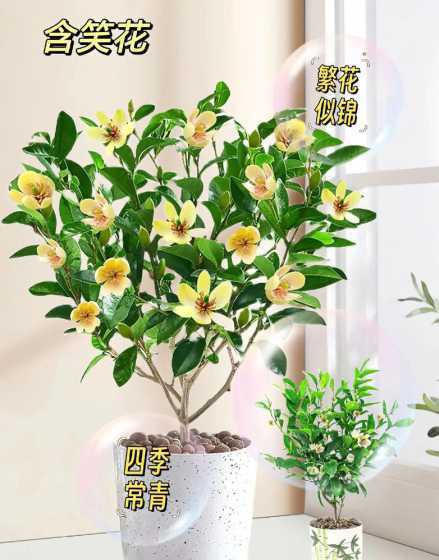 盆栽含笑什么时候开花 含笑花什么时候开花会香自然花期为3月至5月