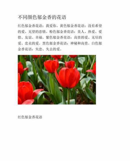 什么花的花语理解尊重 各种花的花语是什么