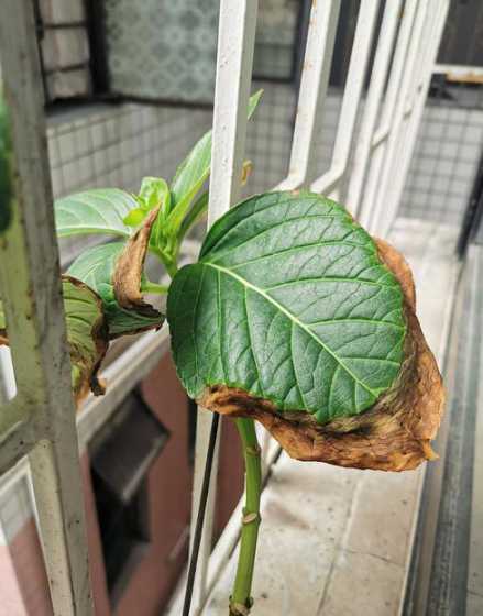 秀秀球花为什么干叶子 秀球花怎么养,浇了点水过几天叶子蔫了是怎么回事