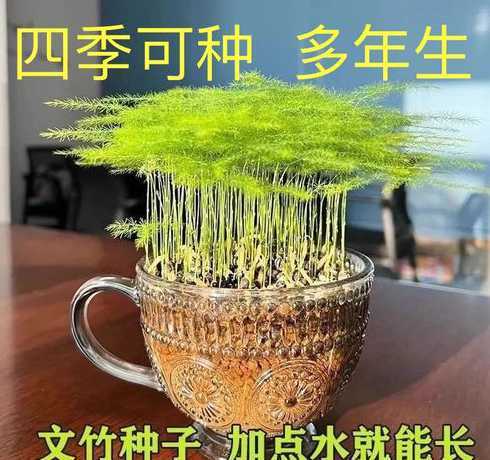 盆栽文竹的种子怎么种 文竹种子的种植方法和注意事项