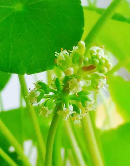 铜钱草花寓意什么意思 铜钱草的寓意是什么 铜钱草花语寓意介绍