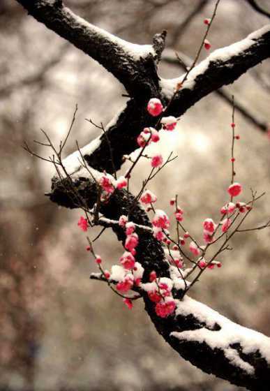 冬季梅花怎么种植方法 梅花树种植时间 梅花树秋冬季怎么种植