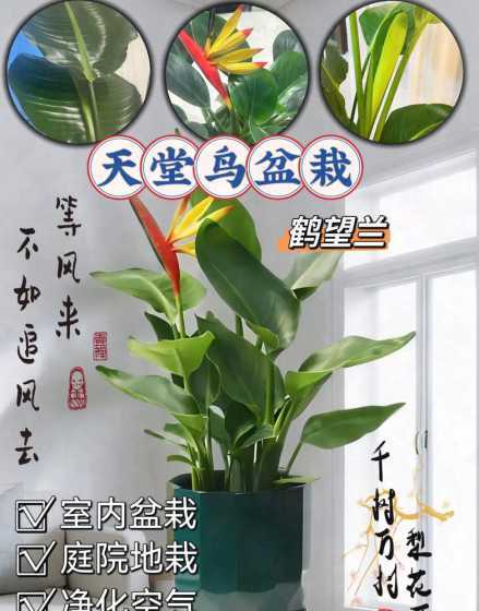 鹤望兰要开花前怎么养 怎么让鹤望兰开花,花期有多长