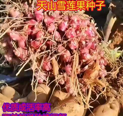 雪莲果怎么种怎么下苗 雪莲果怎么种植