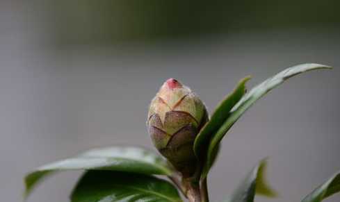 山茶花花苞少是为什么 我养的茶花,花苞都干枯掉落了。为什么呢