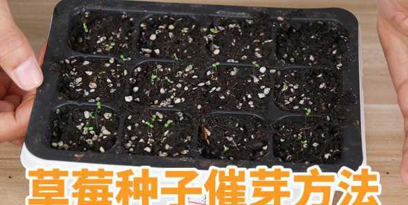 草莓种子怎么水植培育 草莓的种植方法