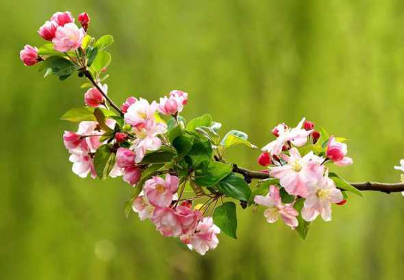 海棠花开的时节是什么 海棠花花开在什么季节