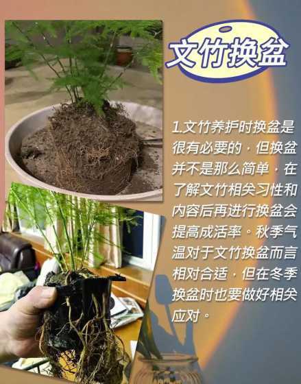 文竹怎么栽培管理技术 文竹的栽培方法及注意事项