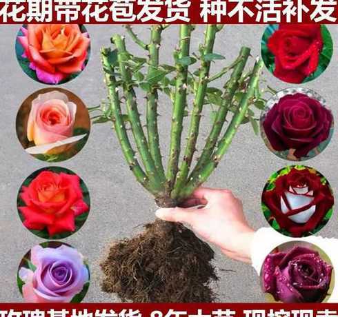 四季玫瑰什么季节栽种 玫瑰花适合什么季节种