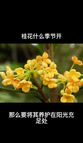 桂花开在什么季节山东 桂花是什么季节开的