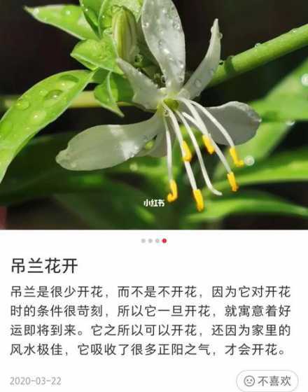 吊兰开花怎么补充营养 吊兰开花后,需要加化肥吗