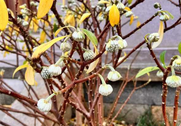 结香花生长在什么地方 结香花的寓意和风水